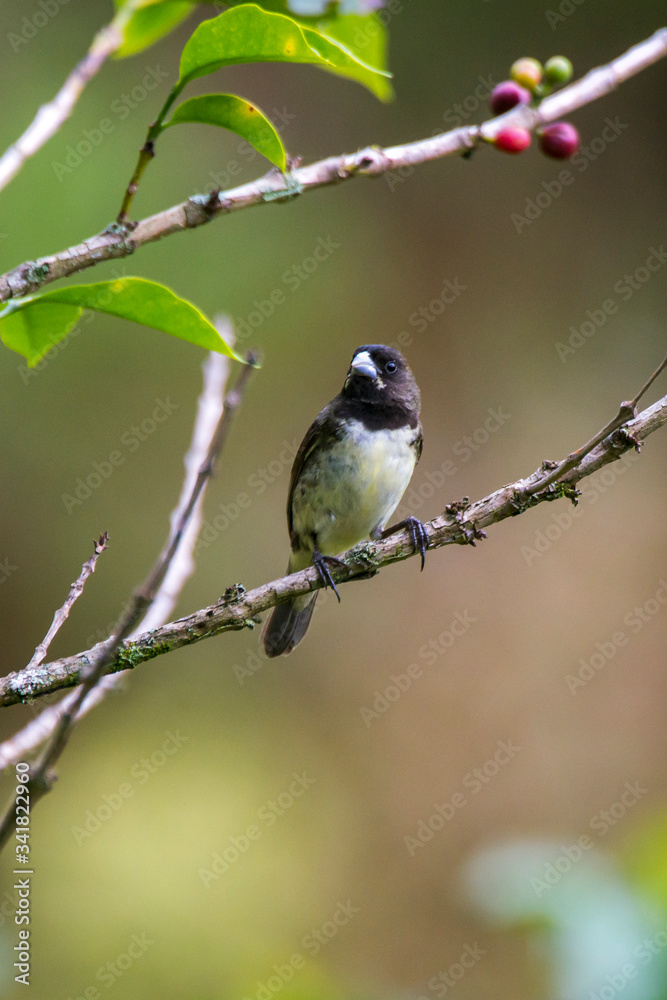 Dubois s Seedeater photographed in Caparao, Espirito Santo. Southeast of Brazil. Atlantic Forest Biome. Picture made in 2018. Dubois s Seedeater photographed in Caparao, Espirito Santo. Southeast of Brazil. Atlantic Forest Biome. Picture made in 2018.