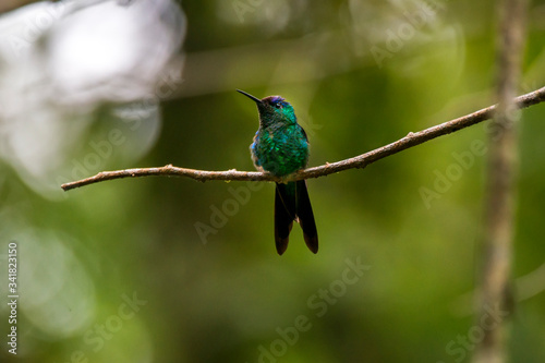 Violet capped Woodnymph photographed in Caparao, Espirito Santo. Southeast of Brazil. Atlantic Forest Biome. Picture made in 2018.