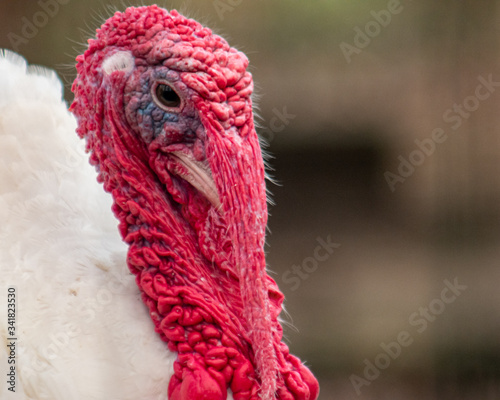 Portrait of male domestic turkey (Meleagris gallopavo)