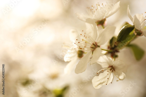 Fototapeta Naklejka Na Ścianę i Meble -  Closeup view of blossoming tree outdoors on spring day