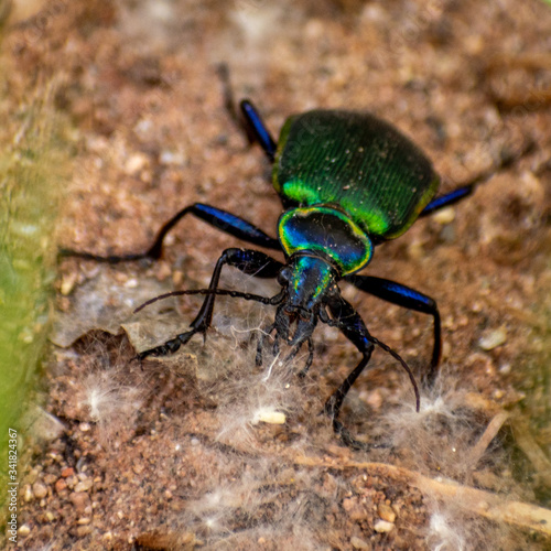 Iridescent green and blue beetle © Tracy