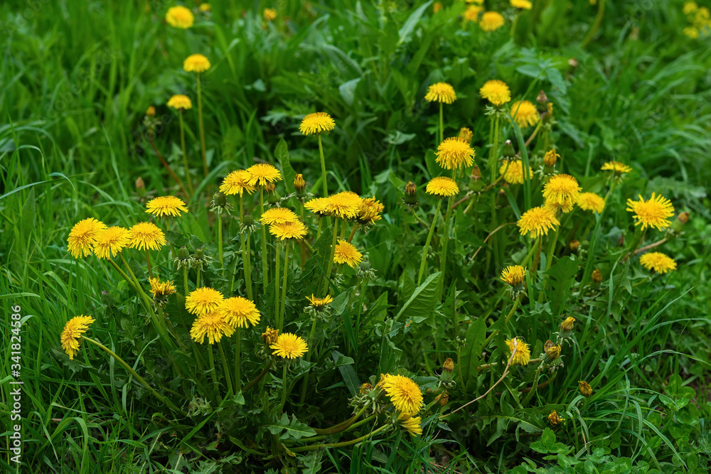 May day, bright yellow dandelions in green grass, spring summer season, natural background May day, bright yellow dandelions in green grass, spring summer season, natural background