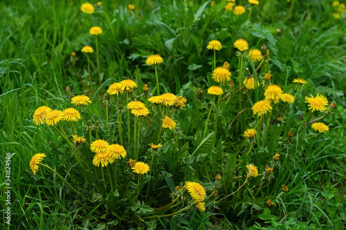 May day, bright yellow dandelions in green grass, spring summer season, natural background