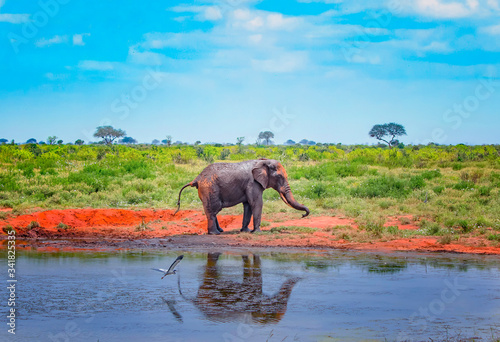 Photography Red African elephant standnext to a watering hole in Africa