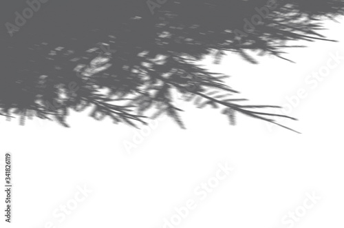 Summer background of shadows branch leaves on a white wall. White and Black for overlaying a photo or mockup