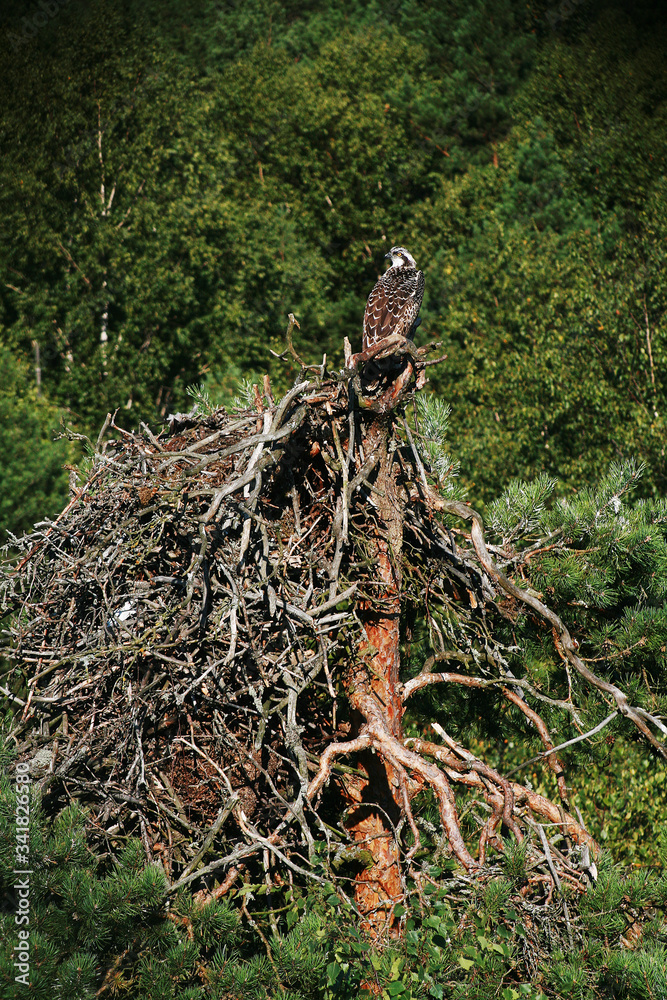 Osprey or more specifically the western osprey (Pandion haliaetus) — also called sea hawk, river hawk, and fish hawk Osprey or more specifically the western osprey (Pandion haliaetus) — also called sea hawk, river hawk, and fish hawk