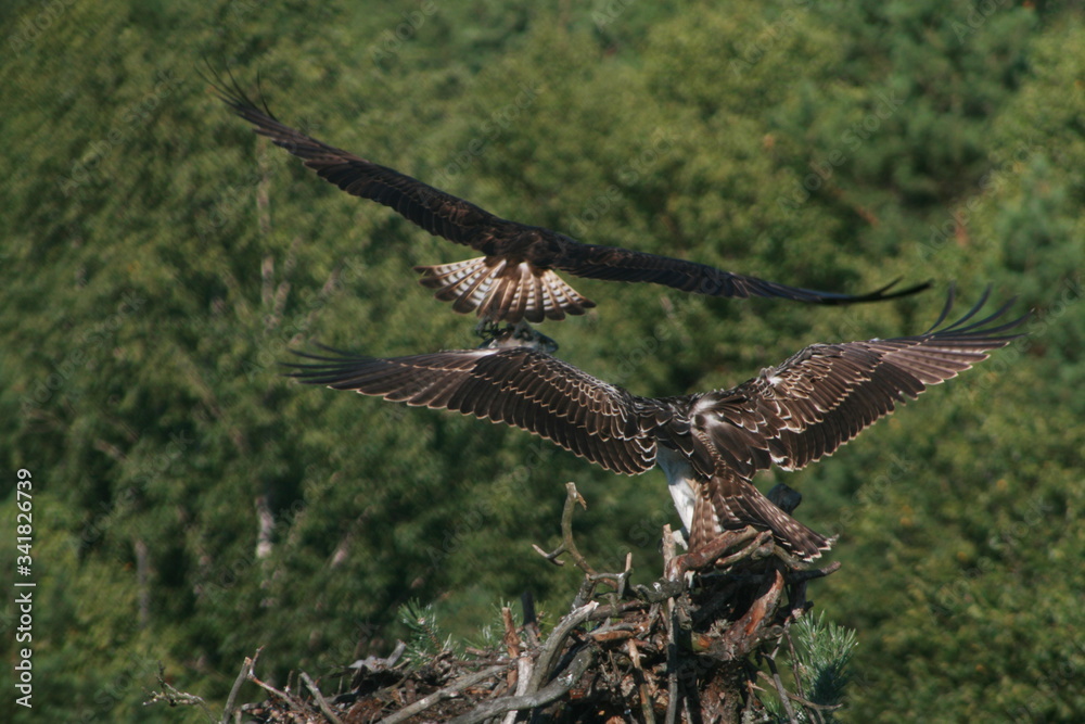 Obraz premium Osprey or more specifically the western osprey (Pandion haliaetus) — also called sea hawk, river hawk, and fish hawk