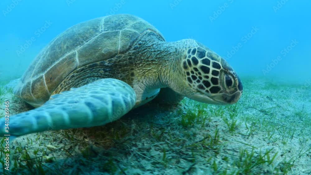 sea turtle underwater swim and eat relaxing ocean scenery 