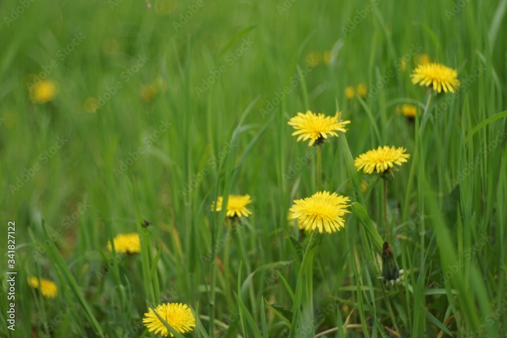 yellow dandelion flowers growing in a spring.