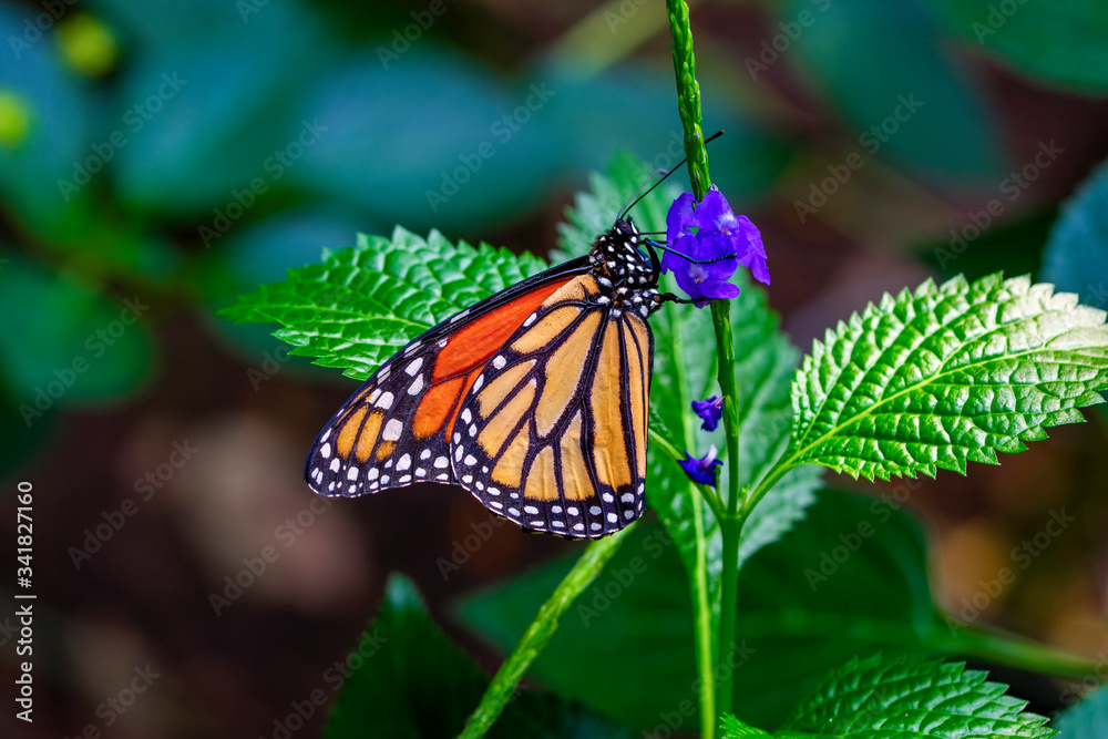 Monarch, Danaus plexippus is a milkweed butterfly (subfamily Danainae) in the family Nymphalidae butterfly in nature habitat. Monarch, Danaus plexippus is a milkweed butterfly (subfamily Danainae) in the family Nymphalidae butterfly in nature habitat.