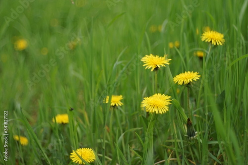 yellow dandelion flowers growing in a spring. © Omega