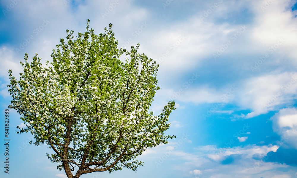 Fototapeta premium blooming tree in spring against blue sky