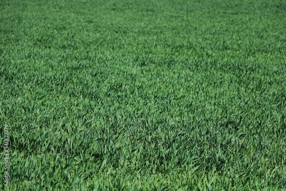 Weizenfeld Weizenfeld