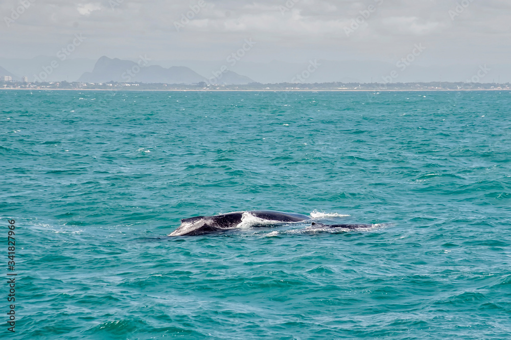 Fototapeta premium Humpback Whale photographed in Vitoria, capital of the Espírito Santo. Southeast of Brazil. Atlantic Ocean. Picture made in 2018.