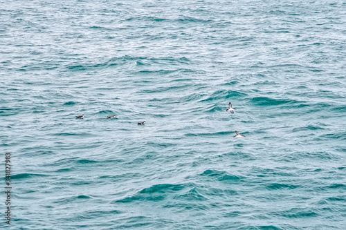 Manx shearwater photographed in Vitoria, capital of the Espirito Santo. Southeast of Brazil. Atlantic Ocean. Picture made in 2018.