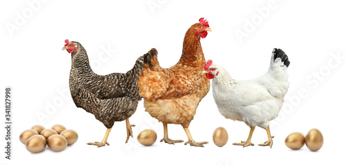Chickens and golden eggs on white background