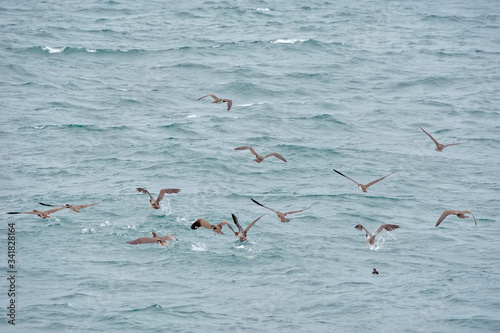 Brown Booby photographed in Vitoria, capital of the Espírito Santo. Southeast of Brazil. Atlantic Ocean. Picture made in 2018.
