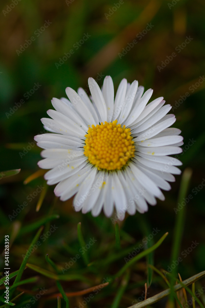 white daisy flower