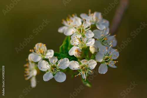 white cherry blossom macro 