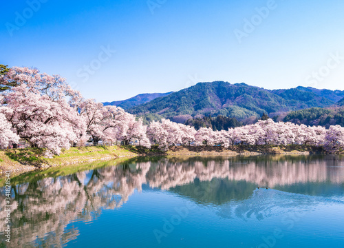 信州の桜風景 