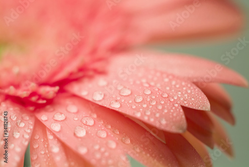 A close up of water droplets on the petals of a pink daisy flower.