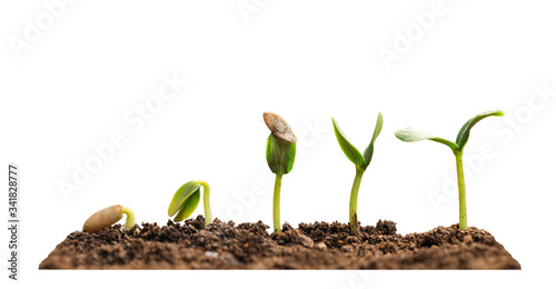 Stages of growing seedling in soil on white background
