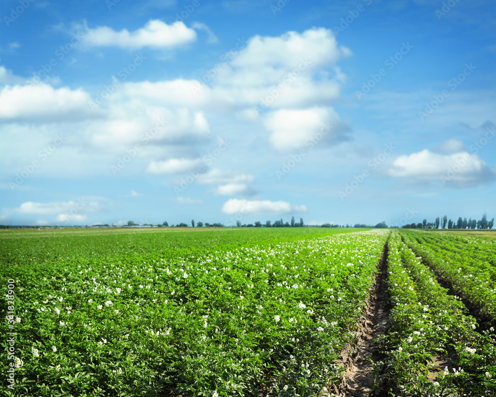 Picturesque view of blooming potato field against blue sky with fluffy clouds on sunny day. Organic farming