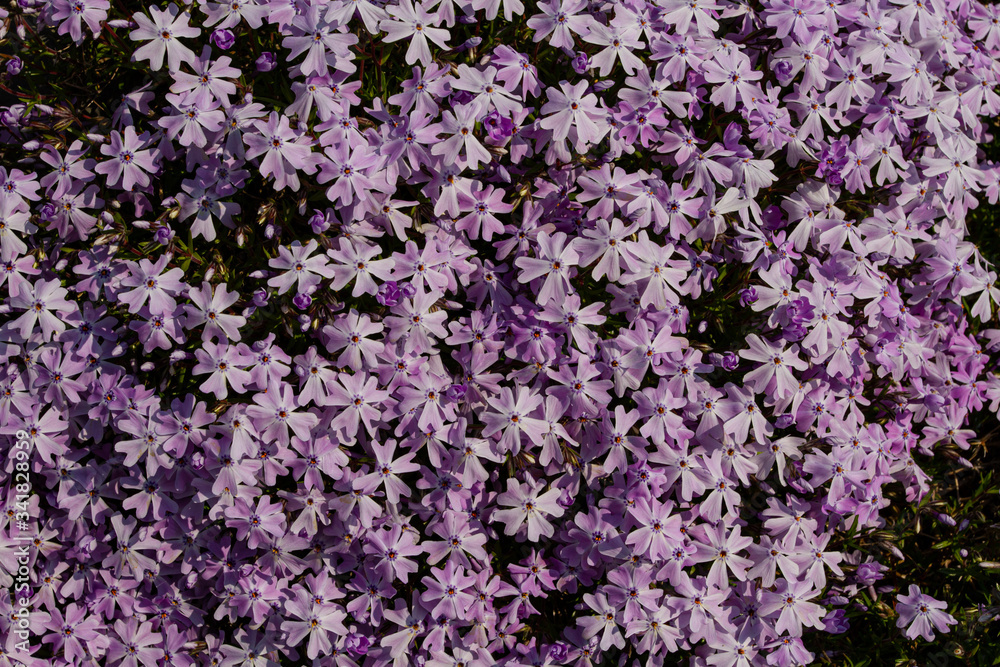  texture purple flowers background