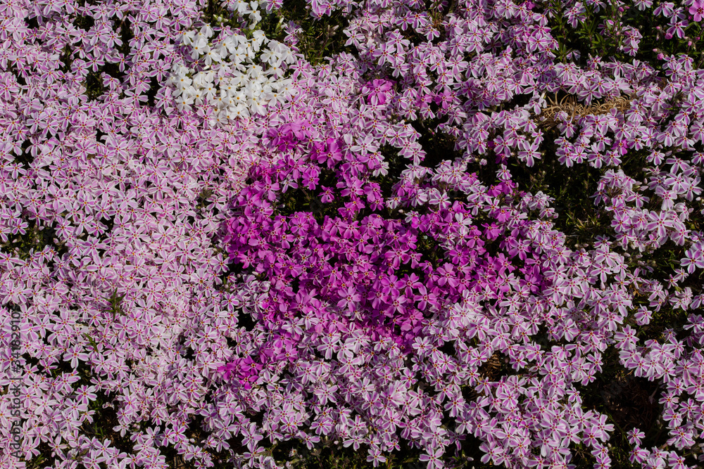  texture purple flowers background
