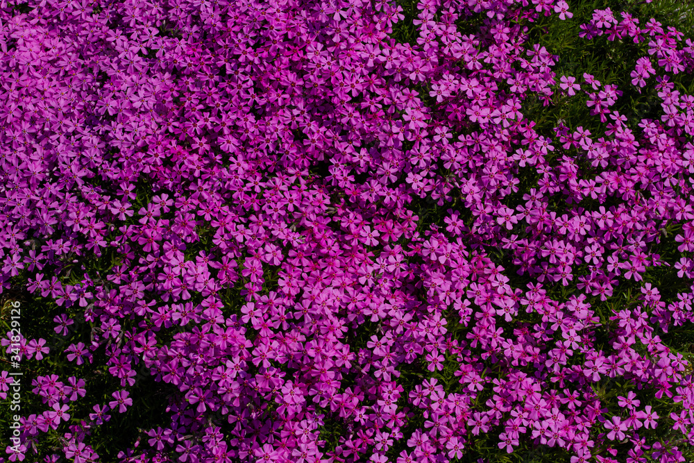 Obraz premium texture purple flowers background