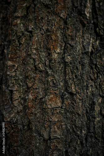 Pine bark in the Polish forest