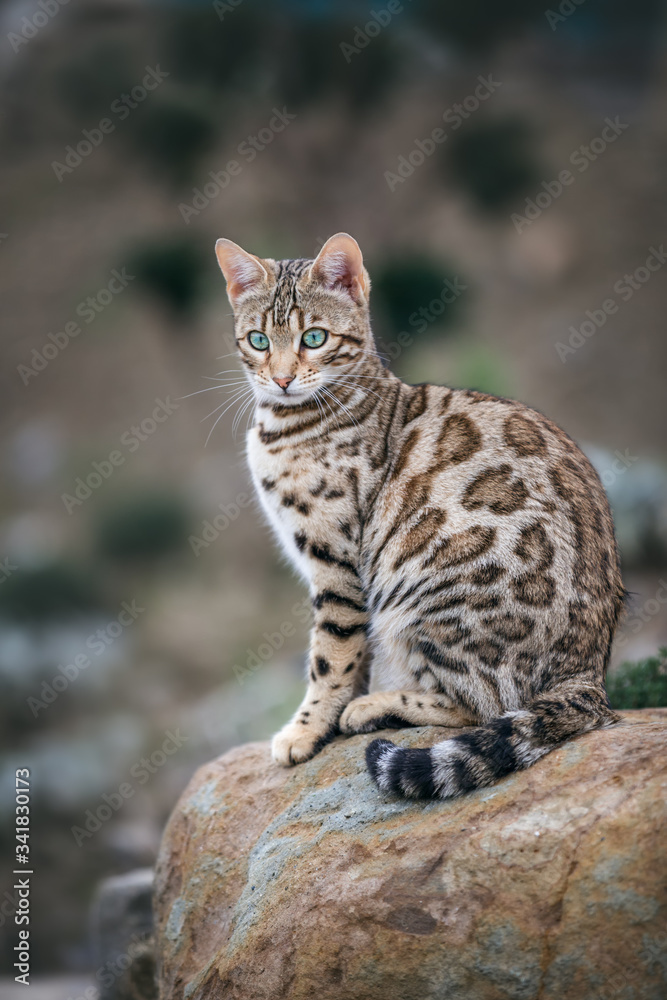 Bengal Cat with magic Eyes