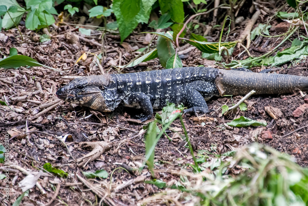 Black and white Tegu photographed in Santa Teresa, in Espirito Santo. Southeast of Brazil. Atlantic Forest Biome. Picture made in 2018. Black and white Tegu photographed in Santa Teresa, in Espirito Santo. Southeast of Brazil. Atlantic Forest Biome. Picture made in 2018.