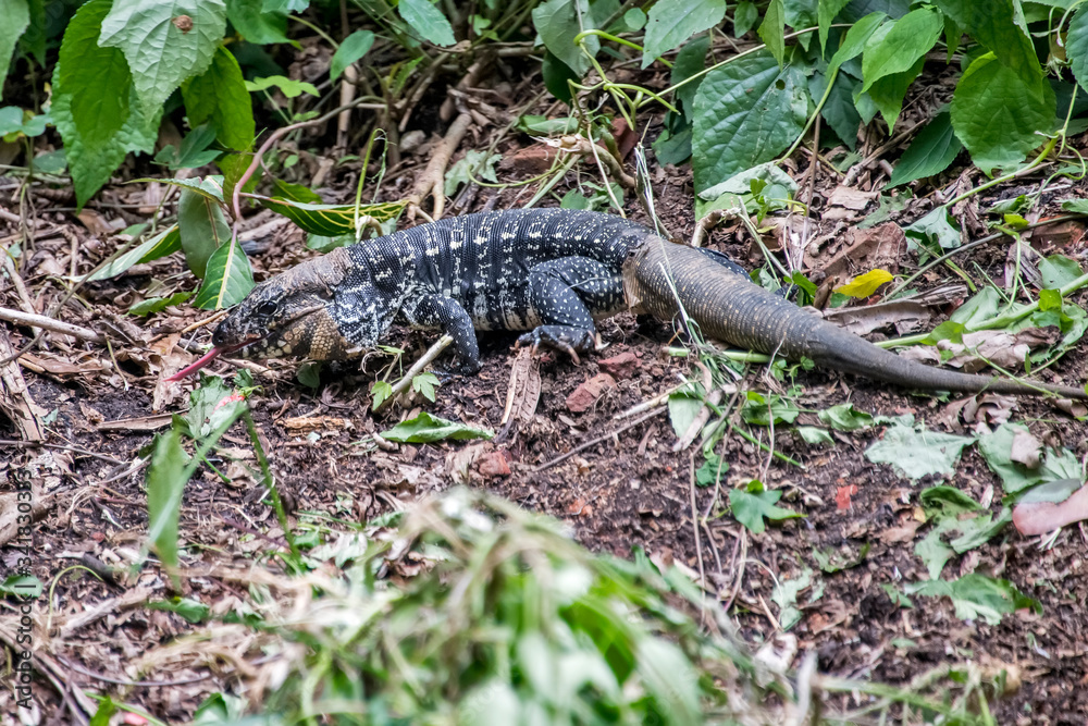 Black and white Tegu photographed in Santa Teresa, in Espirito Santo. Southeast of Brazil. Atlantic Forest Biome. Picture made in 2018. Black and white Tegu photographed in Santa Teresa, in Espirito Santo. Southeast of Brazil. Atlantic Forest Biome. Picture made in 2018.