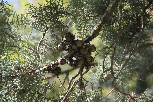 Leyland cypress tree balls seeds and needles	 photo