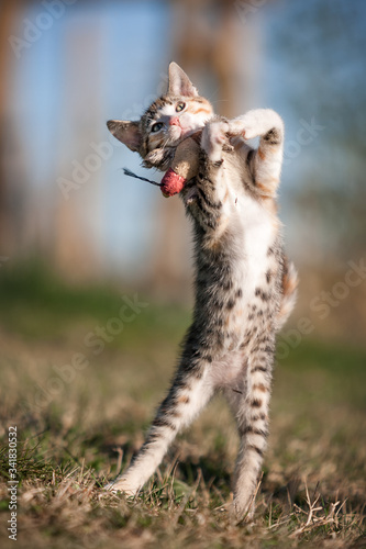 Photography Kitten in Action