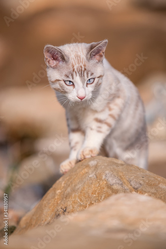 Snow Bengal Kitten sitting on Rock © Andreas Krappweis