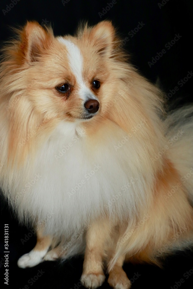 Cute Cream Pomeranian Sitting Cute Cream Pomeranian Sitting