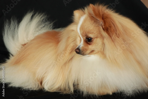 portrait of a cream pomeranian dog