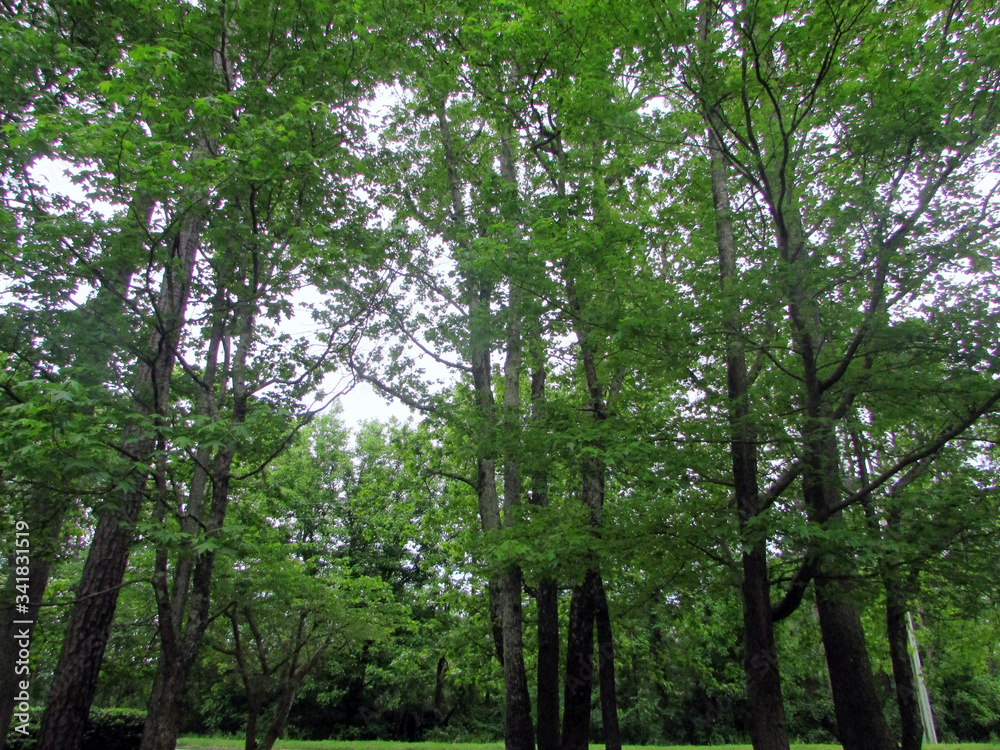 Trees in nature Trees in nature