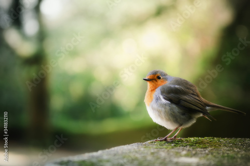 Cute small european robin bird standing on a wall with green background