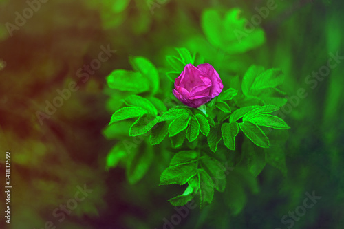 red rose in the garden