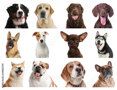 Set of different dogs on white background © New Africa