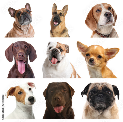 Set of different dogs on white background © New Africa