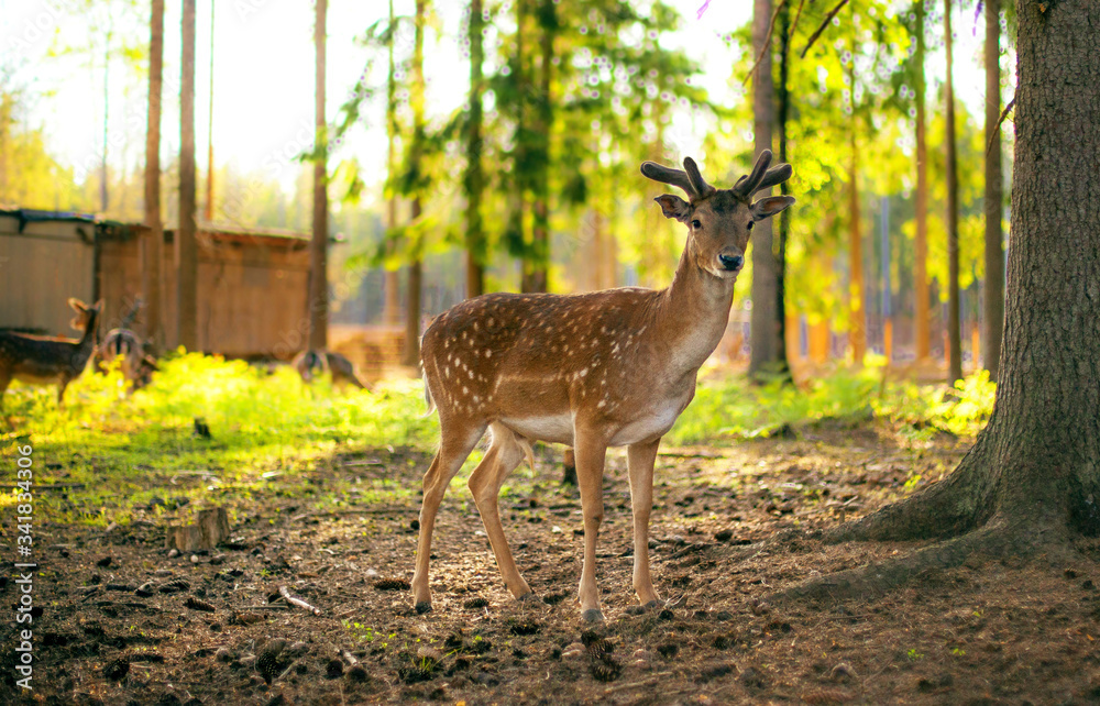Young spotted deer with small horns in the reserve Young spotted deer with small horns in the reserve