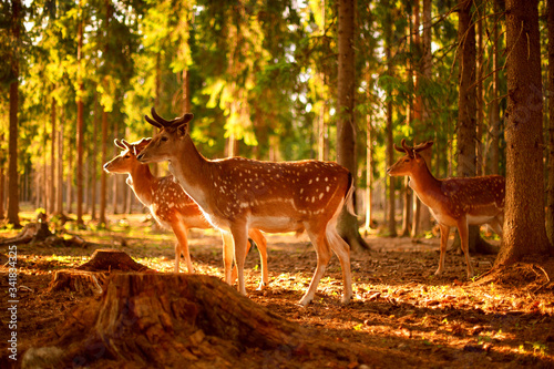 Young spotted deer in the forest