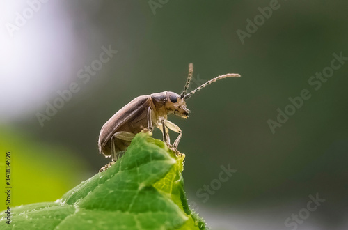 macro of a green bug © Svetliy