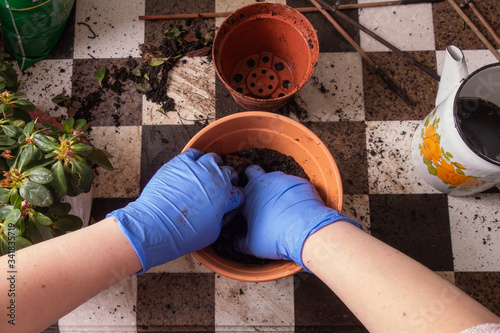 Foto Transplanting indoor plants at home