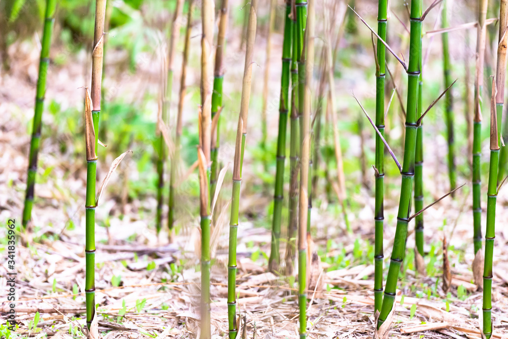 Obraz premium Sprouts of young bamboo. Bamboo in the mountains of Italy. Bright and juicy young bamboo.