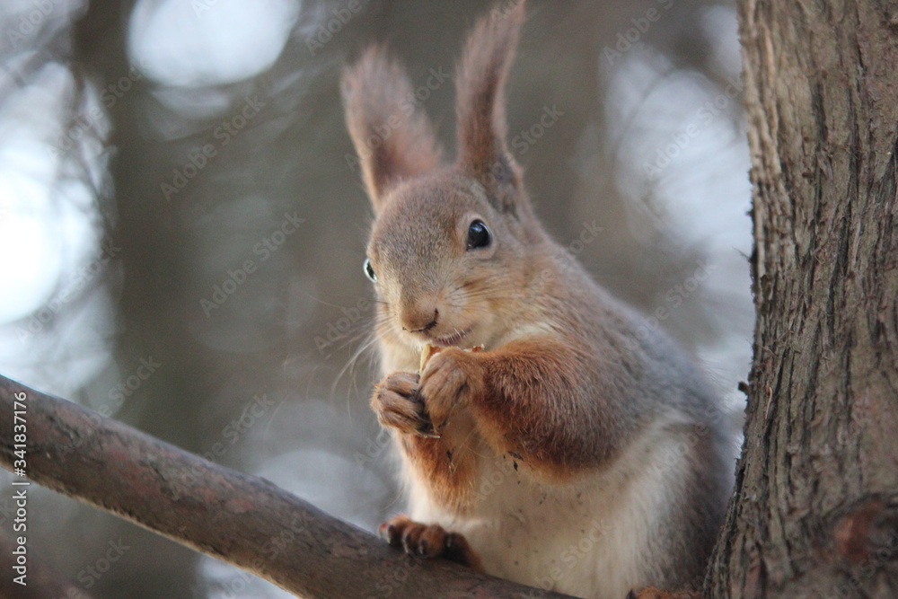 The squirrel eats nuts
The squirrel eats nuts